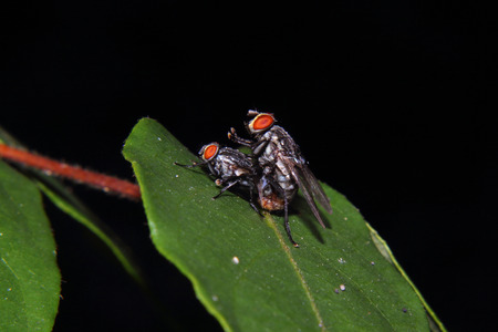Two common house flies mating on a leaf 
