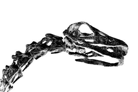 Fossilized dinosaur bones isolated on a white の写真素材