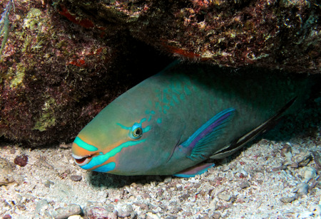 A Queen Parrotfish rests beneath a coral ledge.