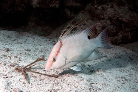 A Hogfish hovers above the sandy bottom of the Florida Keys National Marine Sanctuary.の写真素材