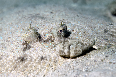 Close up of a Peacock flounder camoflaged in the sand.の写真素材