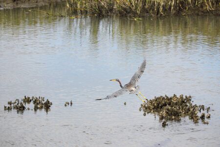 A Tri-colored heron in flight within a coastal estuary