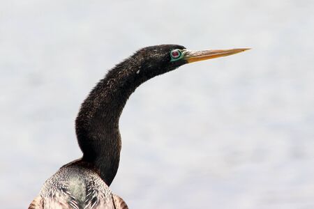 Closeup of an Anhinga profile.