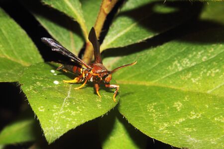 A Red Wasp on a leafの写真素材