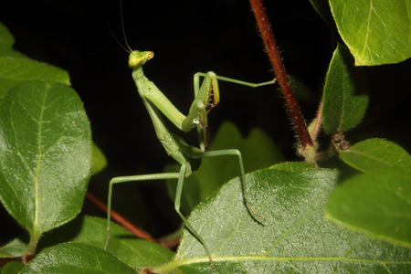 A Praying mantis moves about the foliage.