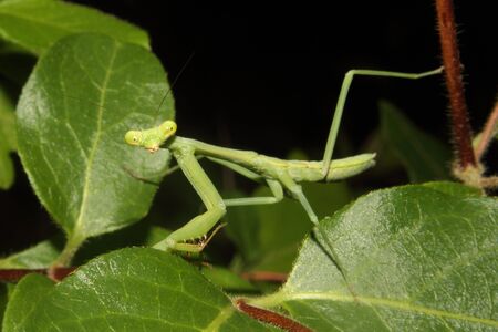 A Praying mantis moves about the foliage.
