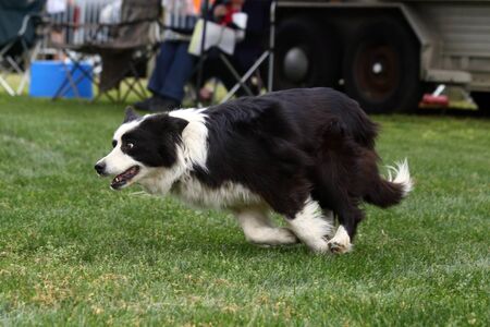 A demonstration of Border Collie herding skills at the inaugaral Myrtle Breach Highland Games on March 19,2016 in Myrtle Beach, South Carolina USAのeditorial素材