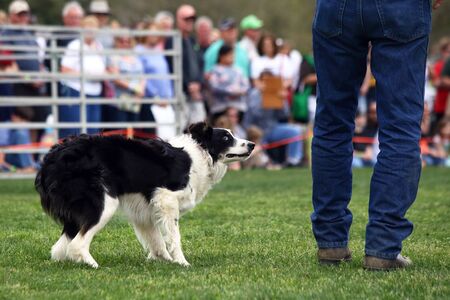 A dog anxiously awaits commands during a demonstration of Border Collie herding skills at the inaugaral Myrtle Breach Highland Games on March 19,2016 in Myrtle Beach, South Carolina USAのeditorial素材