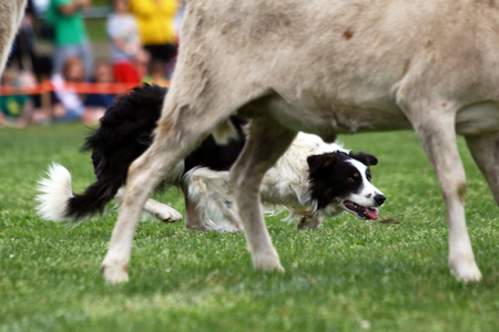 A demonstration of Border Collie herding skills at the inaugaral Myrtle Breach Highland Games on March 19,2016 in Myrtle Beach, South Carolina USAのeditorial素材