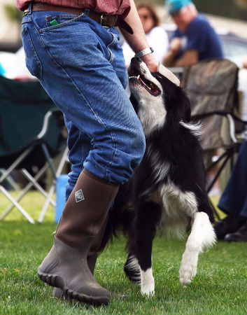 A demonstration of Border Collie herding skills at the inaugaral Myrtle Breach Highland Games on March 19,2016 in Myrtle Beach, South Carolina USAのeditorial素材