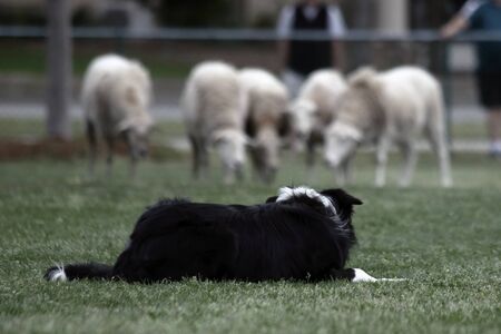 A dog stalking a herd of sheep  during a demonstration of Border Collie herding skills at the inaugaral Myrtle Breach Highland Games on March 19,2016 in Myrtle Beach, South Carolina USAのeditorial素材