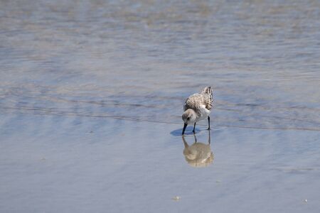 A small sandpiper beside a tide pool along the South Carolina coast.