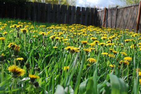 dandylionsの写真素材