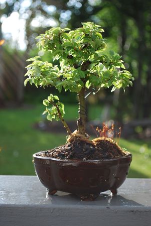 Bonsai Treeの写真素材