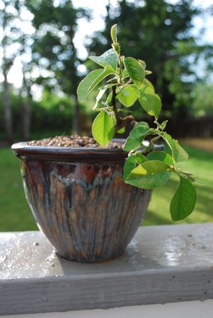 Chinese Quince Bonsaiの写真素材