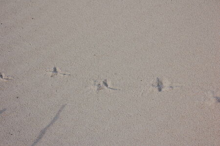 foot printsの写真素材