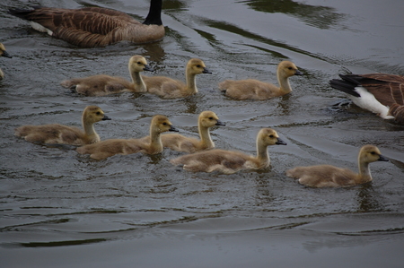 gosling Familyの写真素材