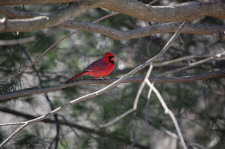 red robinの写真素材