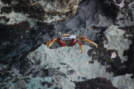 Beach Crabの写真素材