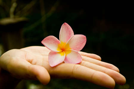 Flower in handの写真素材