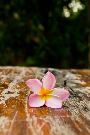 Flower on the Tableの写真素材
