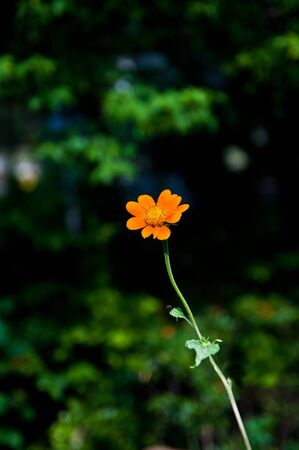 Lonely Flowerの写真素材