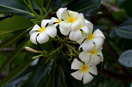 Branch of tropical flowers frangipani  plumeria 