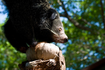Portrait shot of black bearのeditorial素材