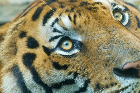 Tiger at the zoo  