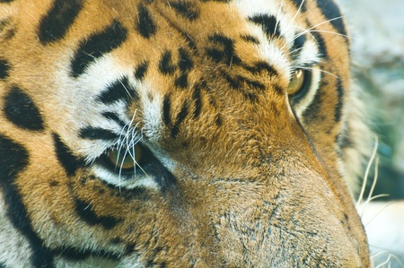 Tiger at the zoo  のeditorial素材