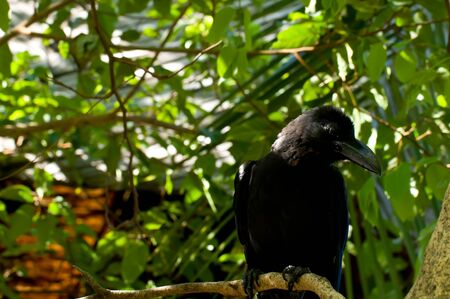 thailand crow or black bird on treeの写真素材