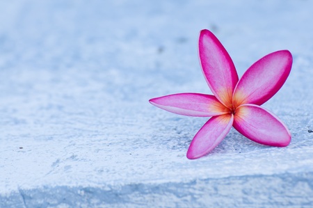Violet plumeria flower on wallの写真素材