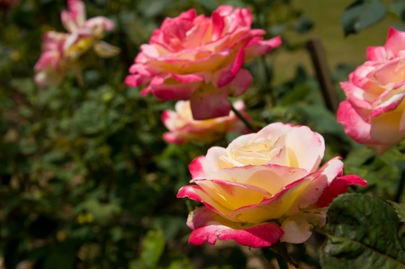 pink Rose on the Branch in the Garden の写真素材