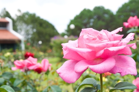 pink Rose on the Branch in the Garden の写真素材