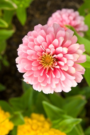 pink flowerの写真素材