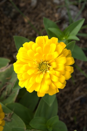 Yellow flowerの写真素材