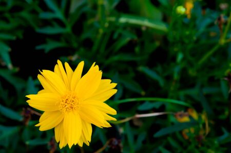 yellow flowerの写真素材