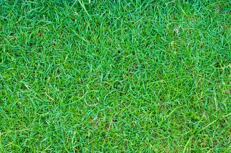 Green grass textureの写真素材