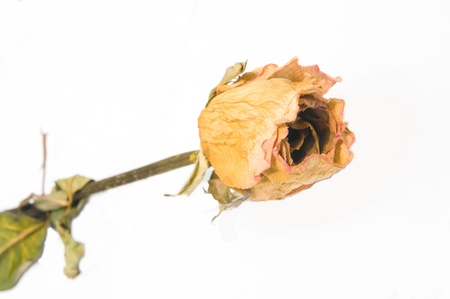 dry rosesの写真素材