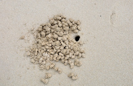 Crab holes の写真素材