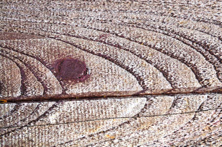 the brown wood texture with natural patterns 