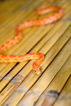 Young orange snakeの写真素材