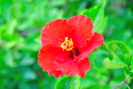 Red flowers