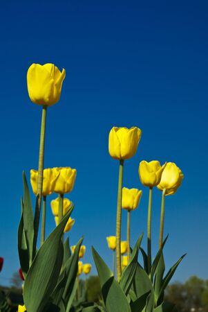 yellow tulipの写真素材