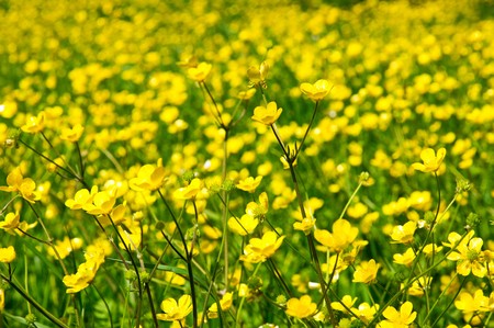 meadow with buttercupの写真素材