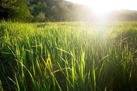 summer green grass against sunlight