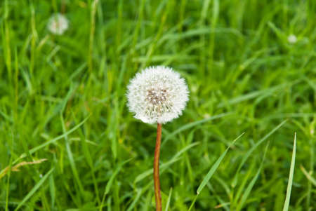 dandelion on the grass backgroundの写真素材
