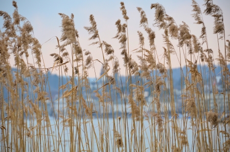 Reeds at a lakeの写真素材