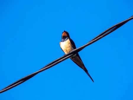 Beautiful Blue Swallow Bird Closeupの写真素材