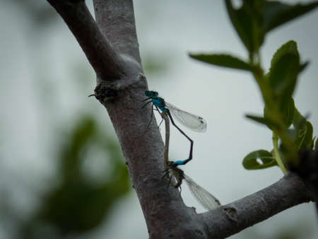 Blue Dragonfly Closeup Background Isolatedの写真素材